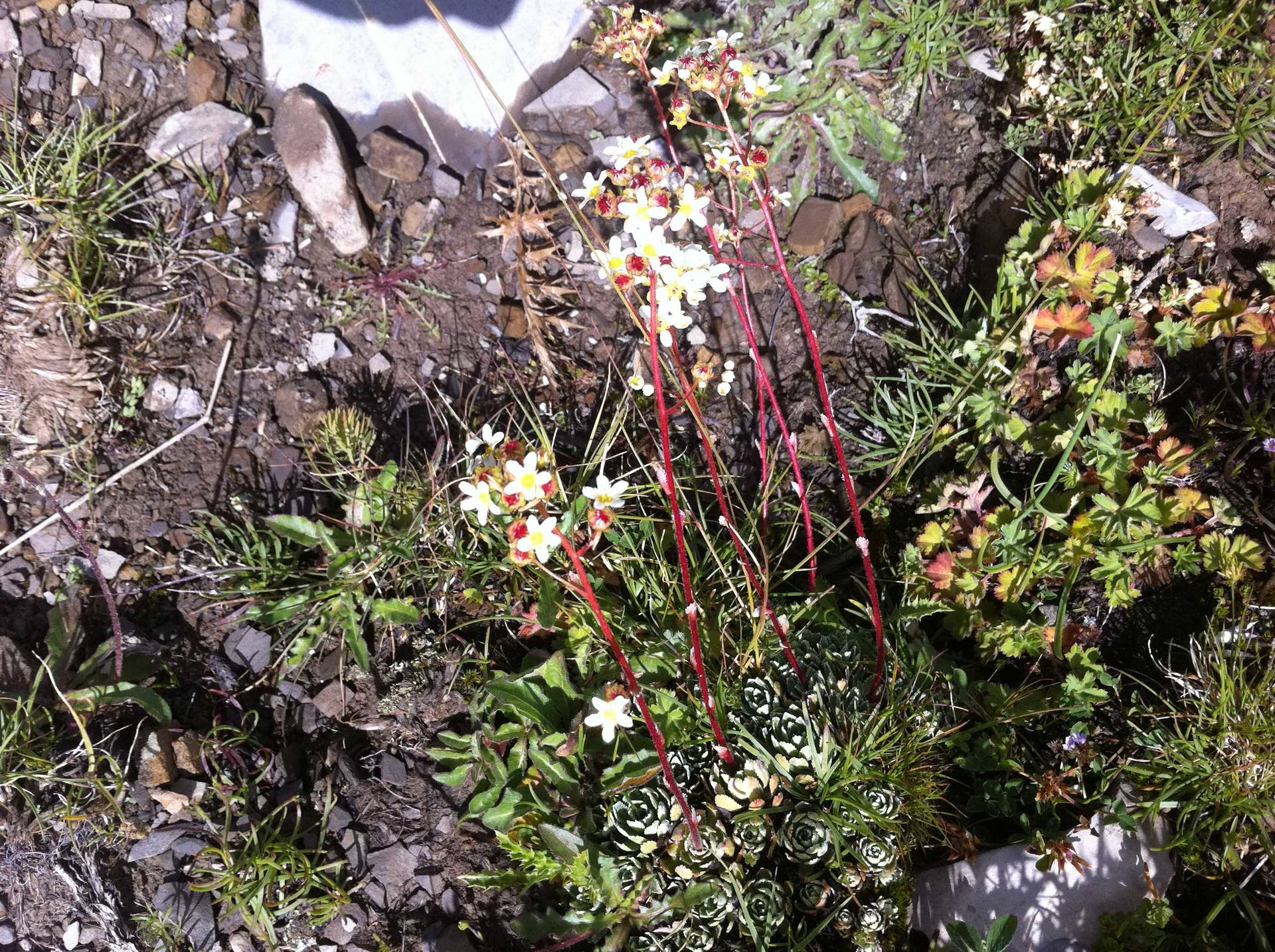 Annexe Saxifraga paniculata.jpg