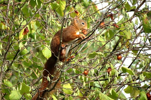 Annexe noisetier.jpg