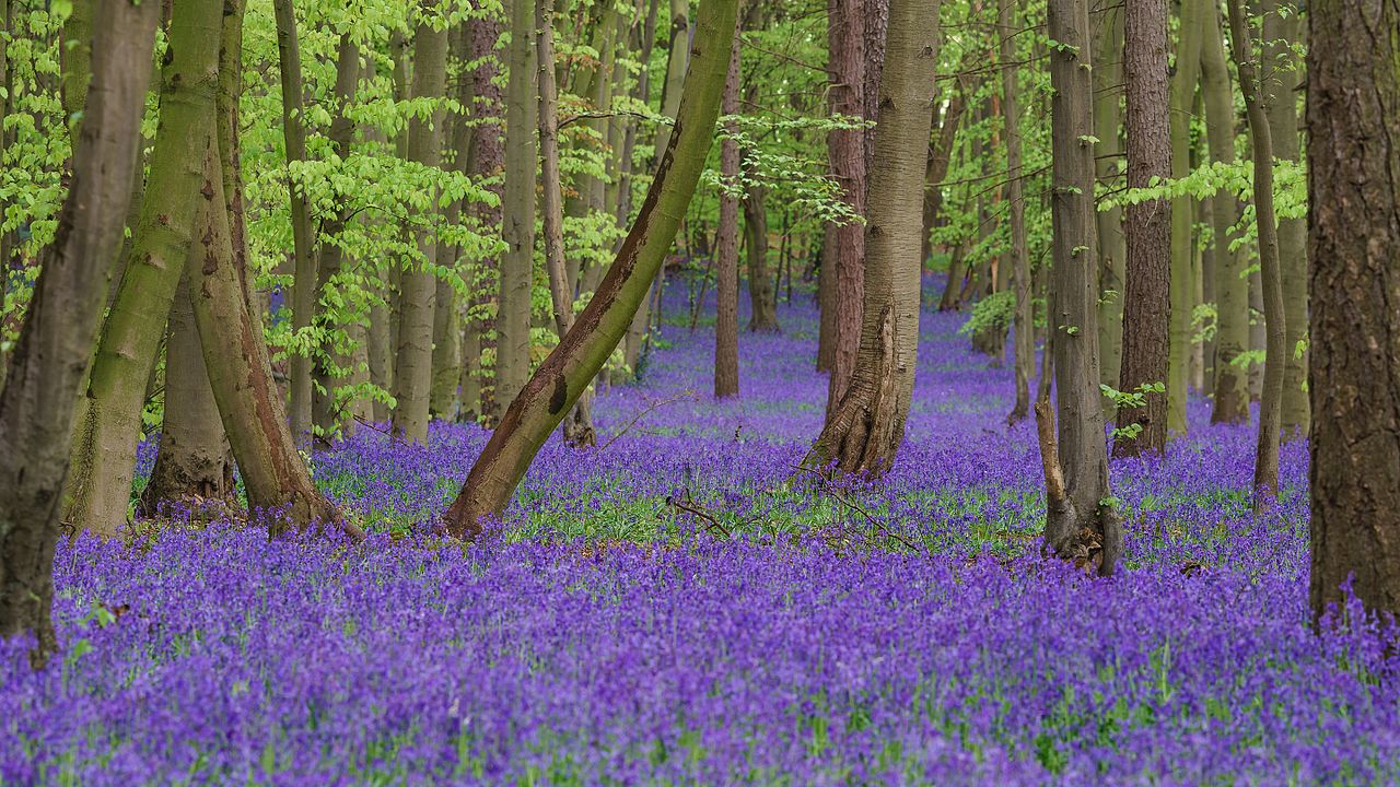 Annexe Wood_Bluebells.jpg