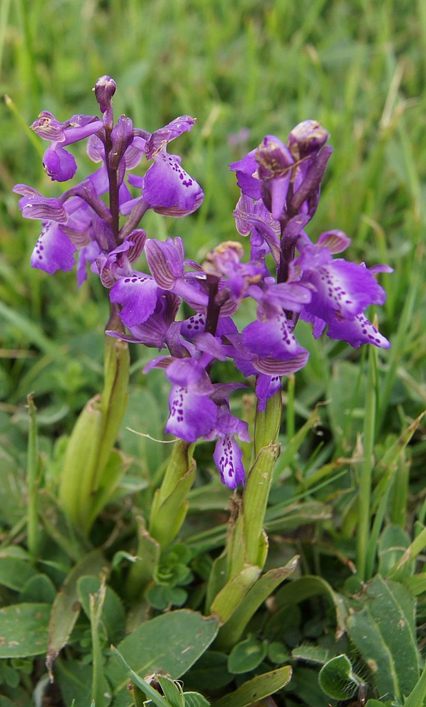Annexe Orchidée sauvage à identifier.jpg