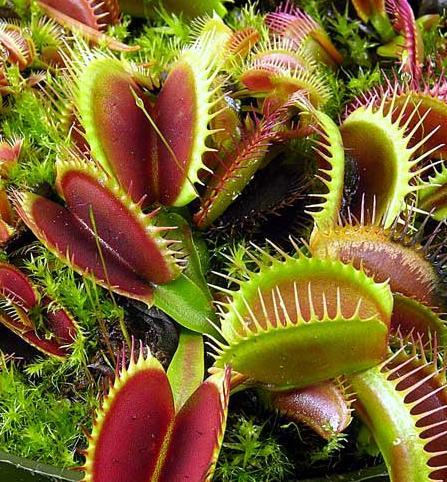 Annexe dionaeamuscipula.jpg