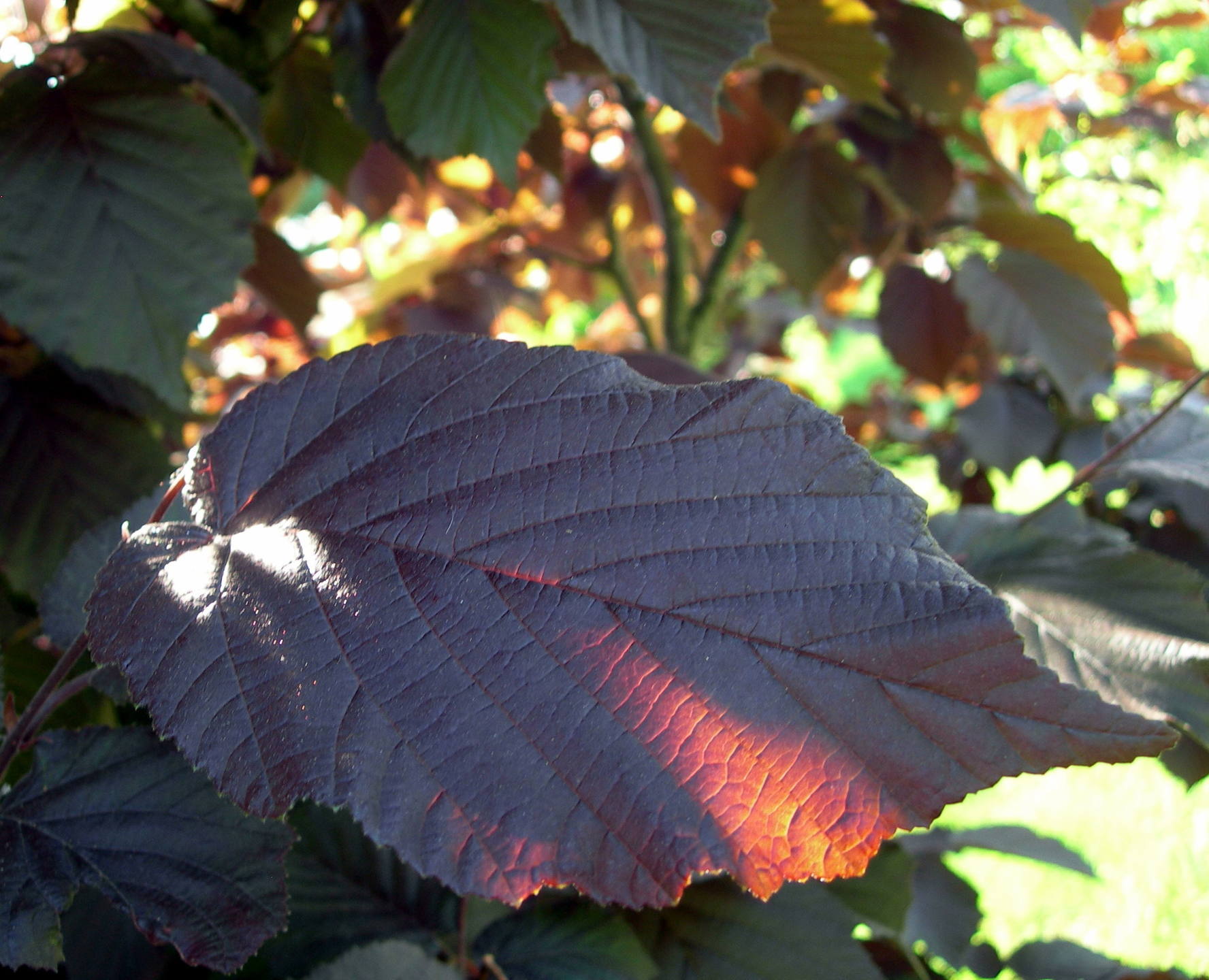 Annexe Corylus maxima purpurea.jpg