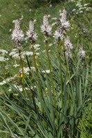 Annexe Apodèle 3.jpg