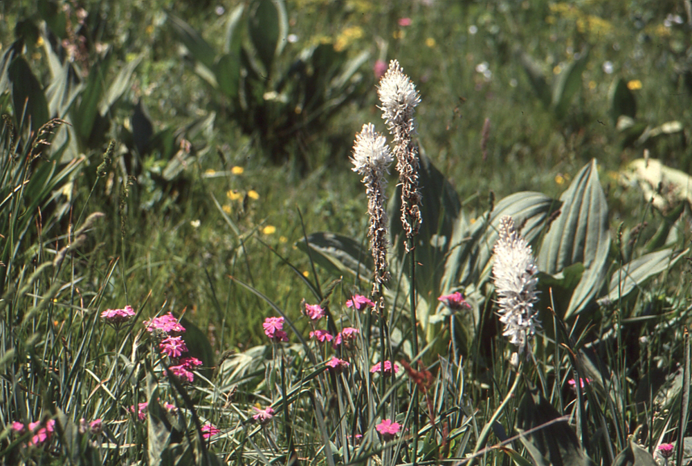 Annexe aspodèle 2.jpg