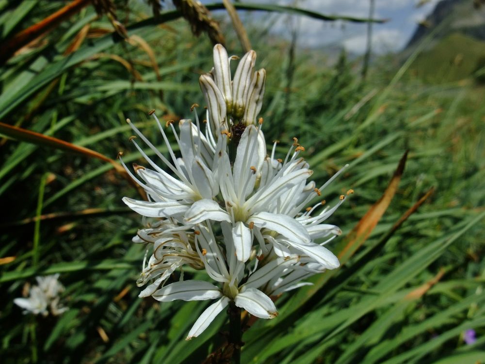 Annexe aspoddéle.jpg