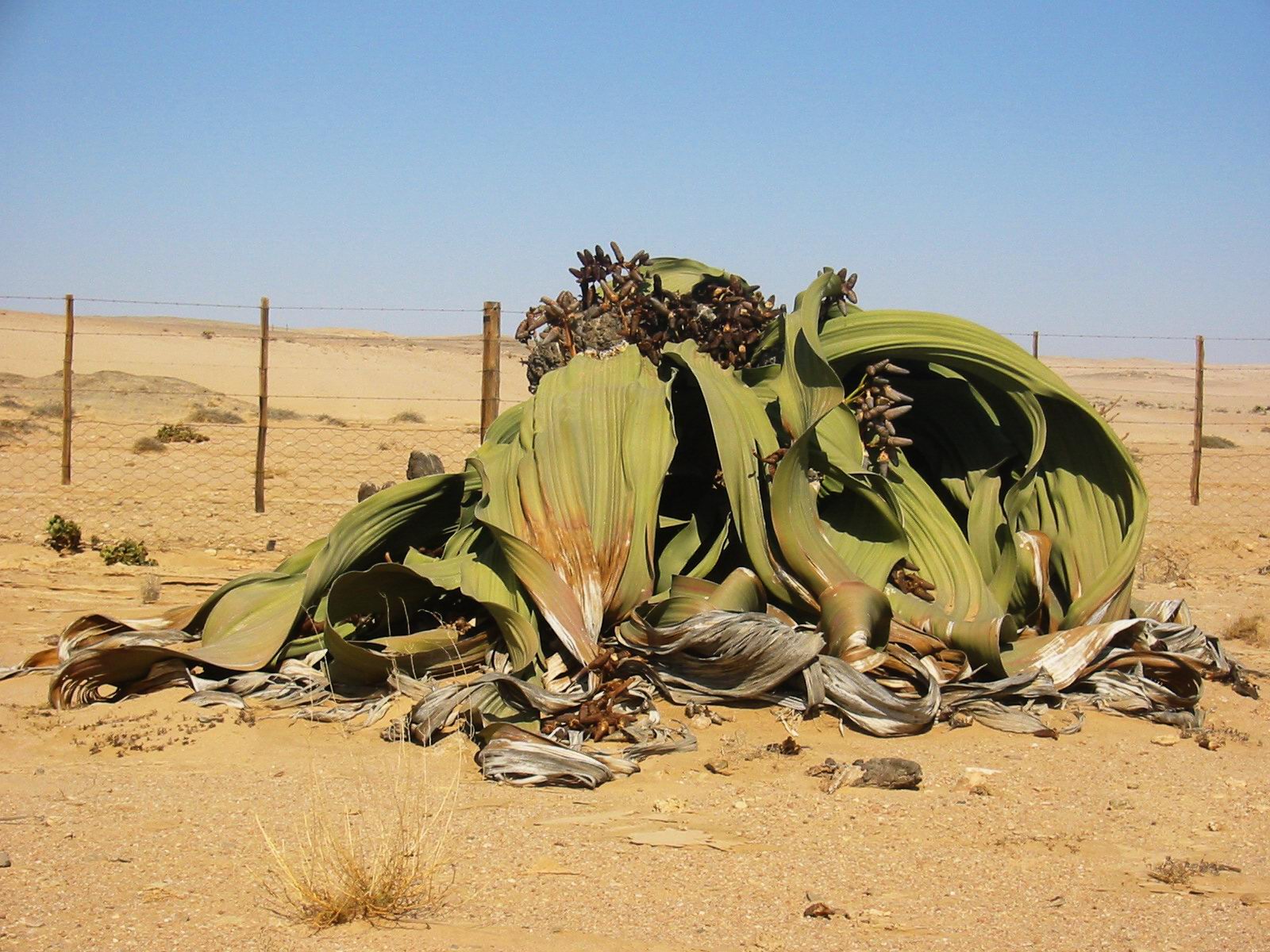 Annexe Welwitschia_mirabilis_4m.jpg
