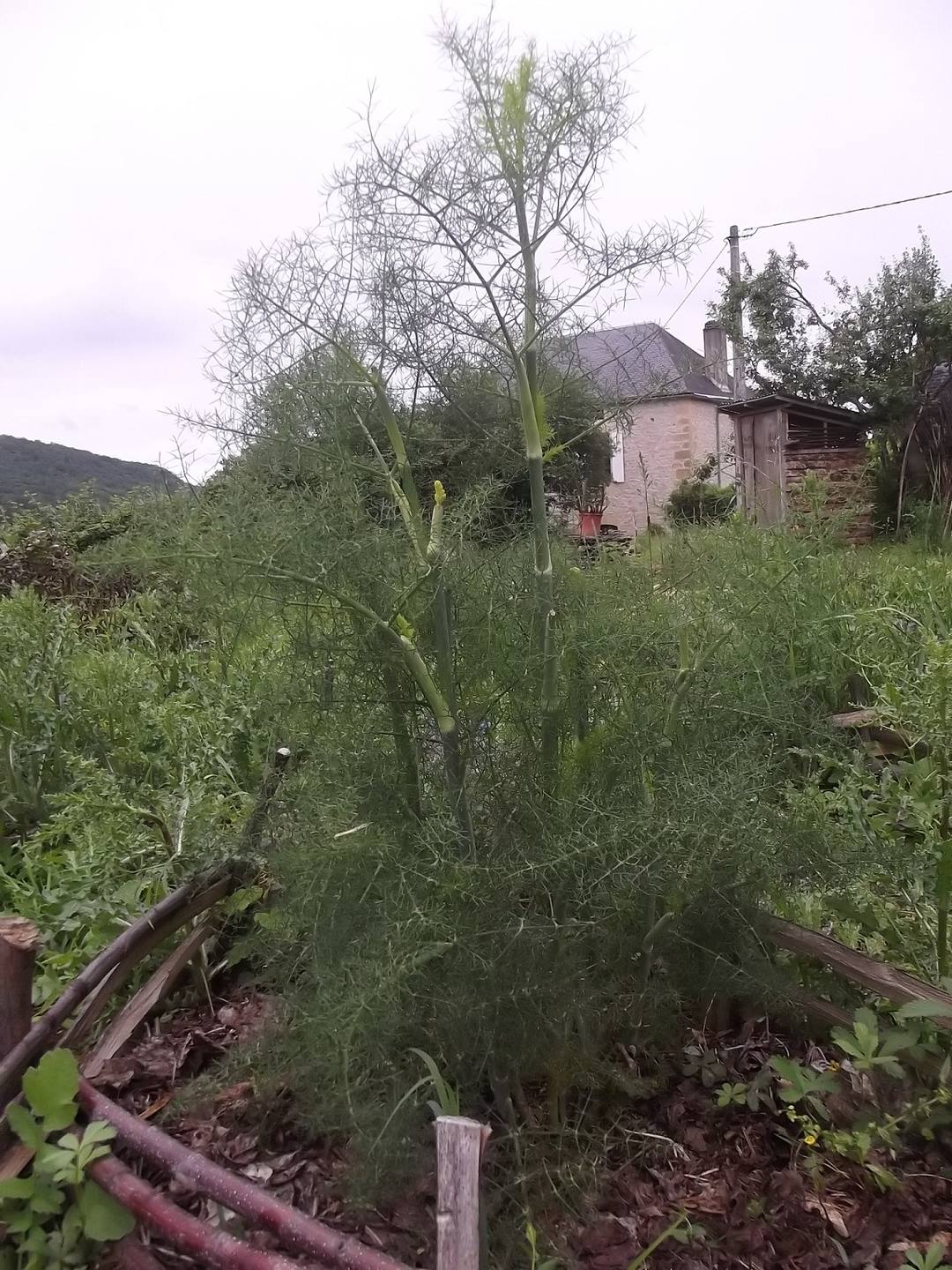 Annexe fenouil pourpre.jpg