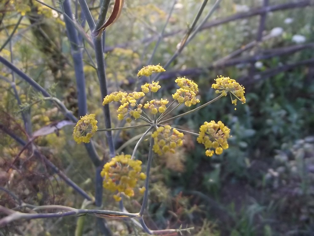 Annexe fleur fenouil.jpg