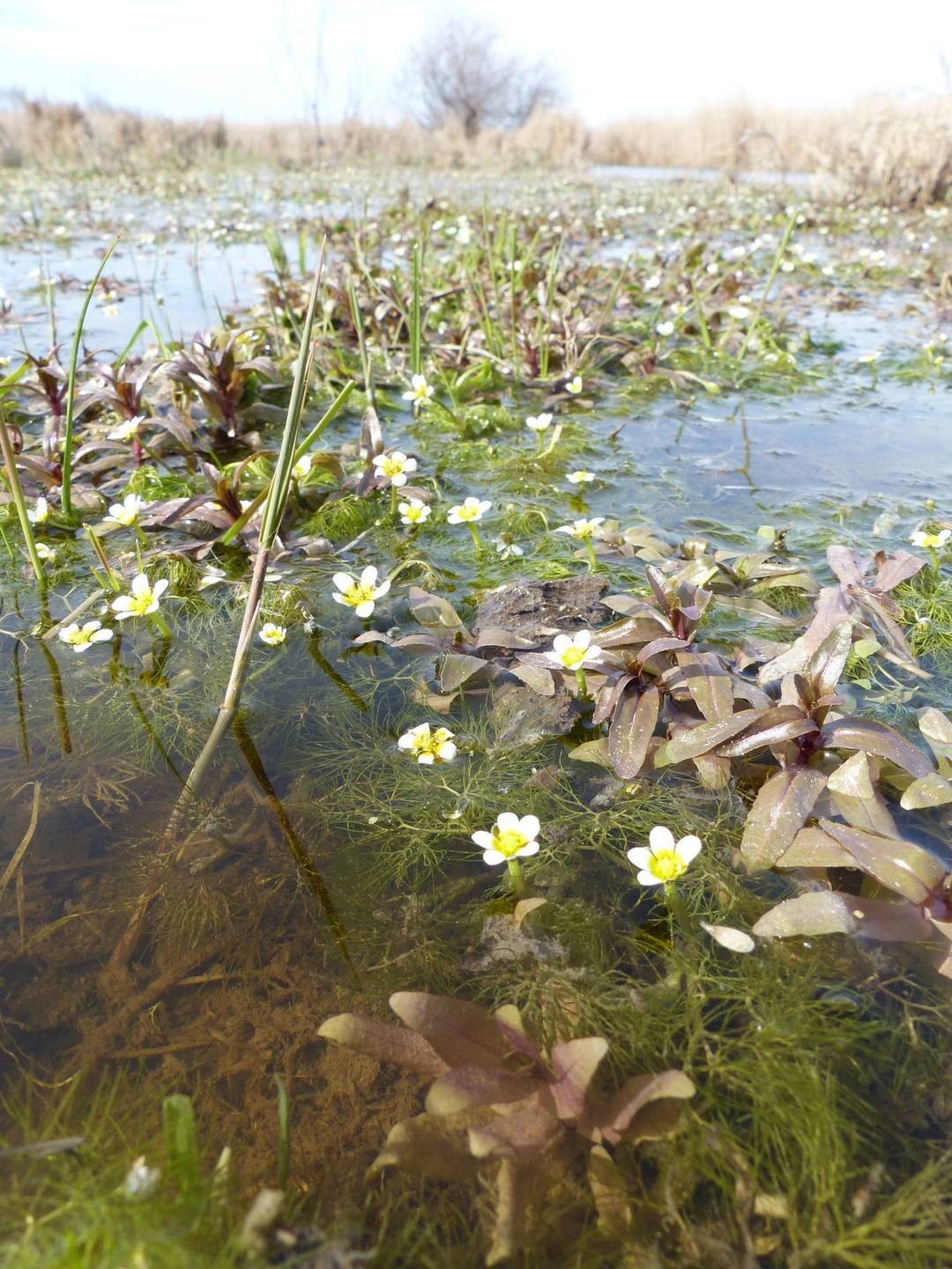 Annexe 2017_0311_Paluns_EG (97)_1.JPG