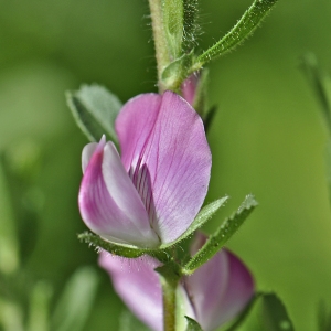 Annexe ononis repens_TB.jpg