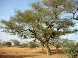 Annexe téléchargement.jpg