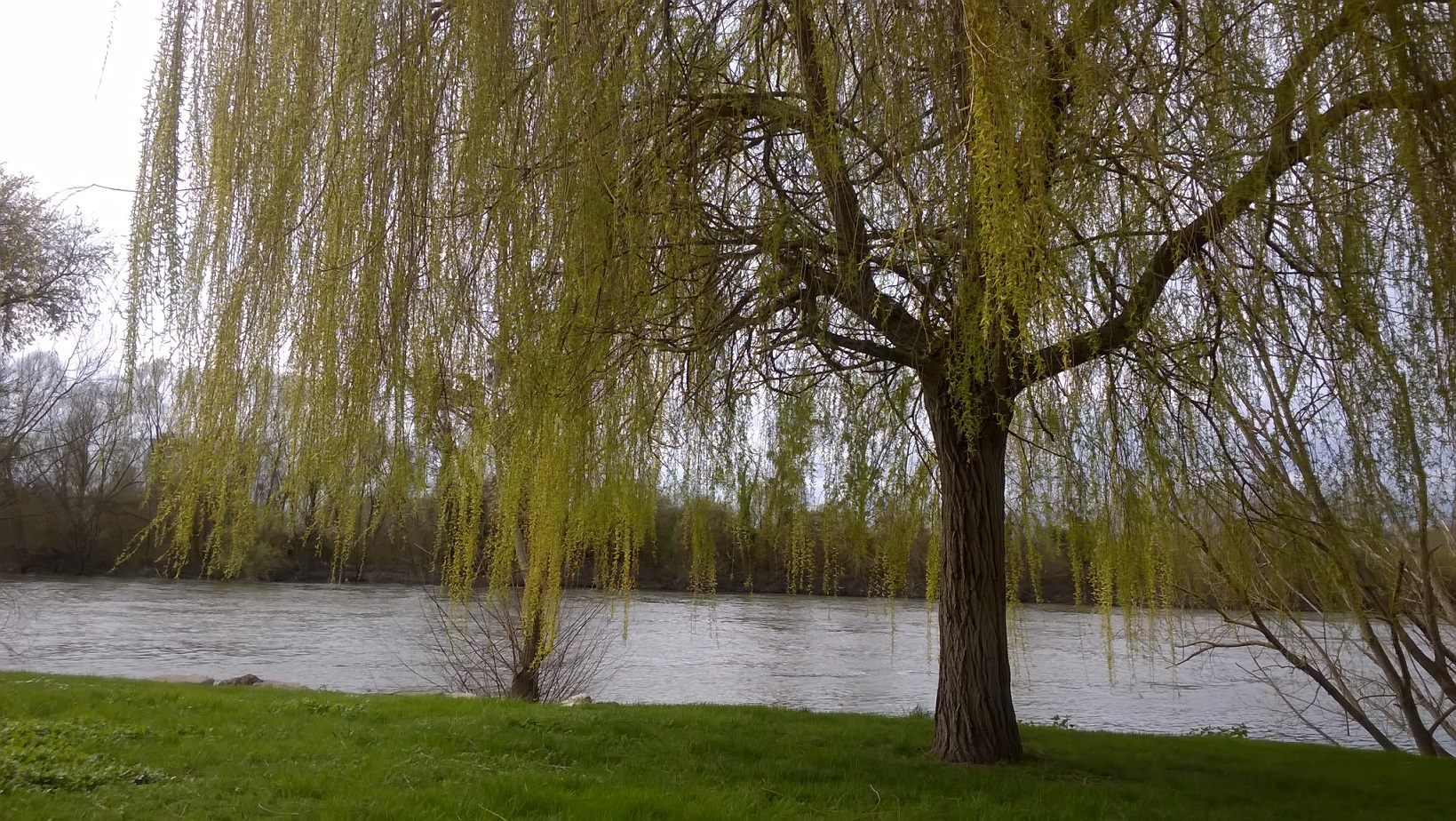 Annexe Saule pleureur.jpg