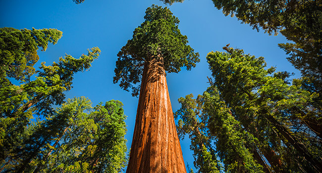 Annexe Sequoia-1.jpg