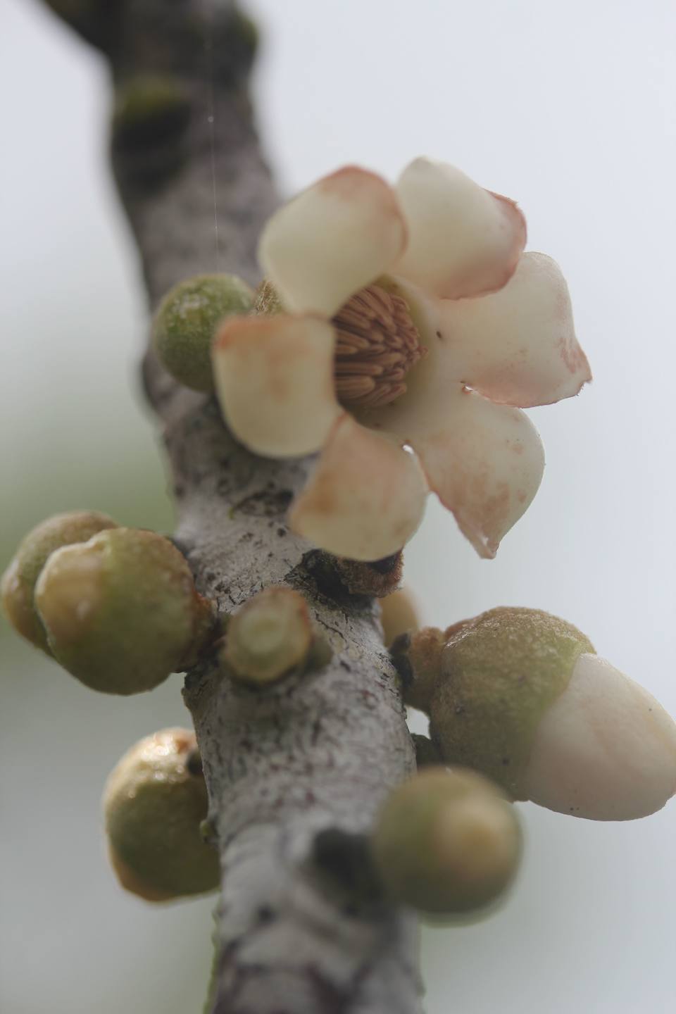 Annexe Diospyros revaughanii.JPG