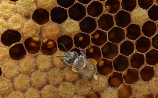 Annexe naissance ouvriere.jpg