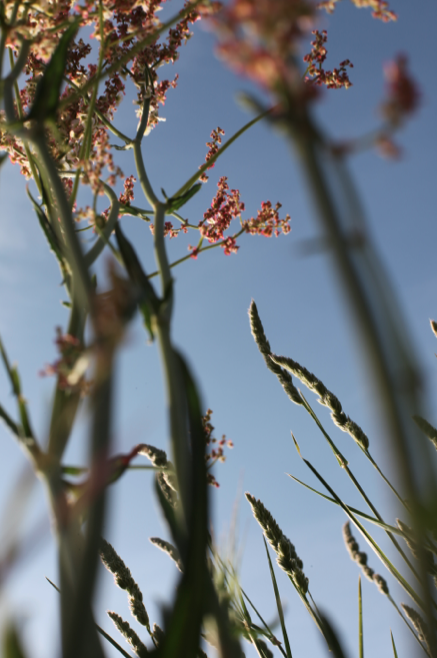 Annexe Capture d’écran 2016-02-23 à 13.54.26.png