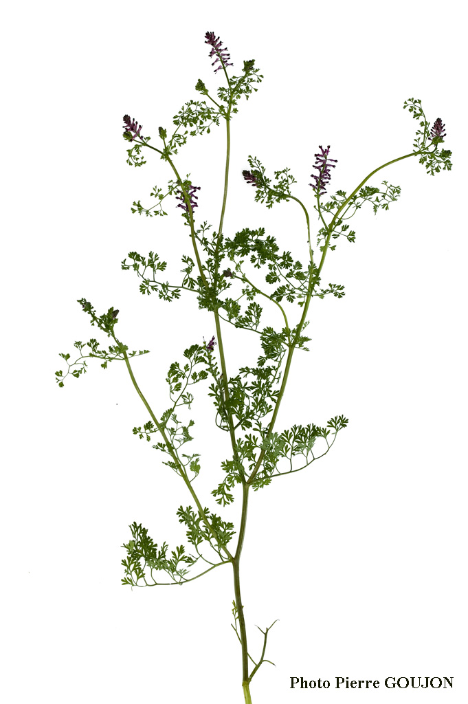 Annexe fumeterre.jpg