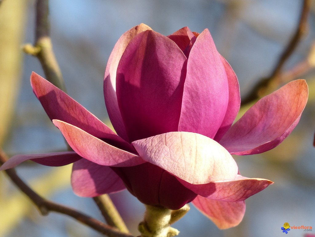Annexe fleur-de-magnolia-2-visoflora-116494.jpg