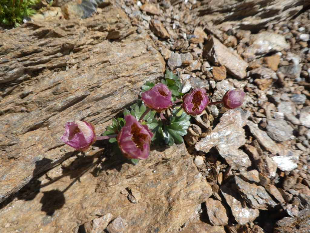 Annexe renoncule des glaciers.JPG
