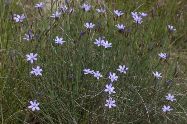 Annexe aphyllante.jpg