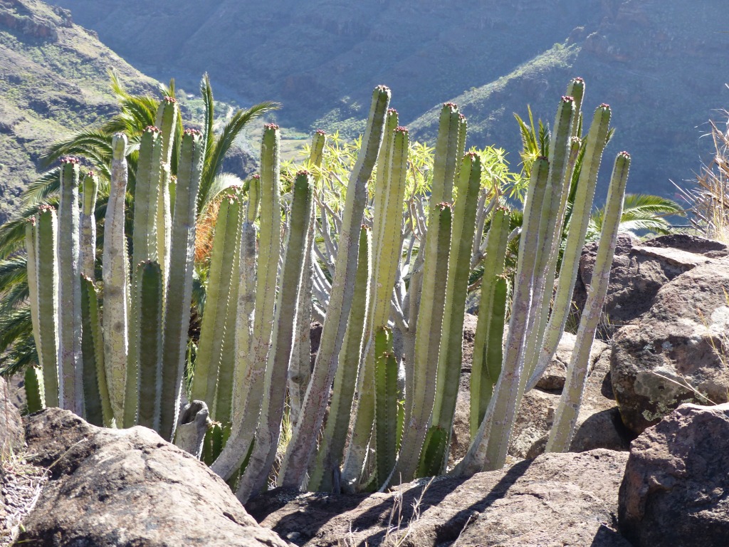 Annexe 715-Euphorbia canariensis.JPG