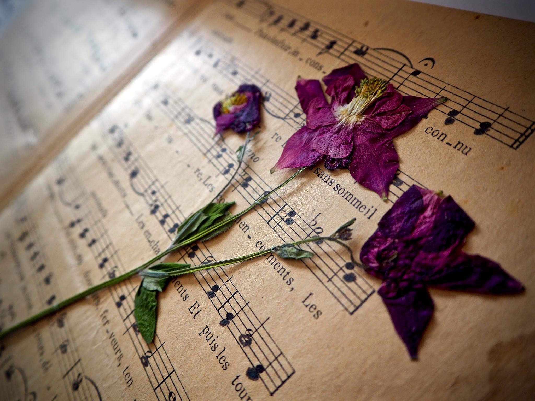 Annexe 13641042_1219297628093969_5522842323834923946_o.jpg