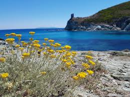 Annexe immortelle.jpg