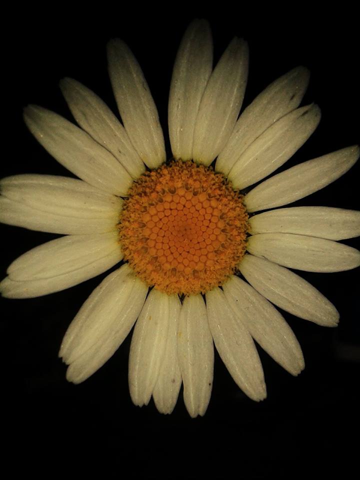 Annexe 18922078_1472973399431140_6012944152569236128_n.jpg