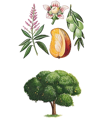 planche botanique du manguier