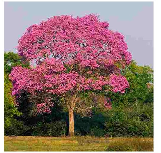 Floraison du Lapacho