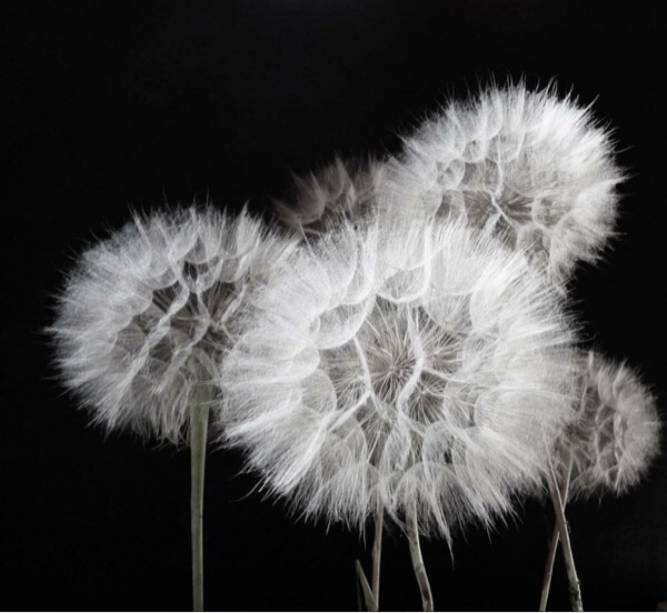 Taraxacum officinale F.H.Wigg. par claire SEVIN