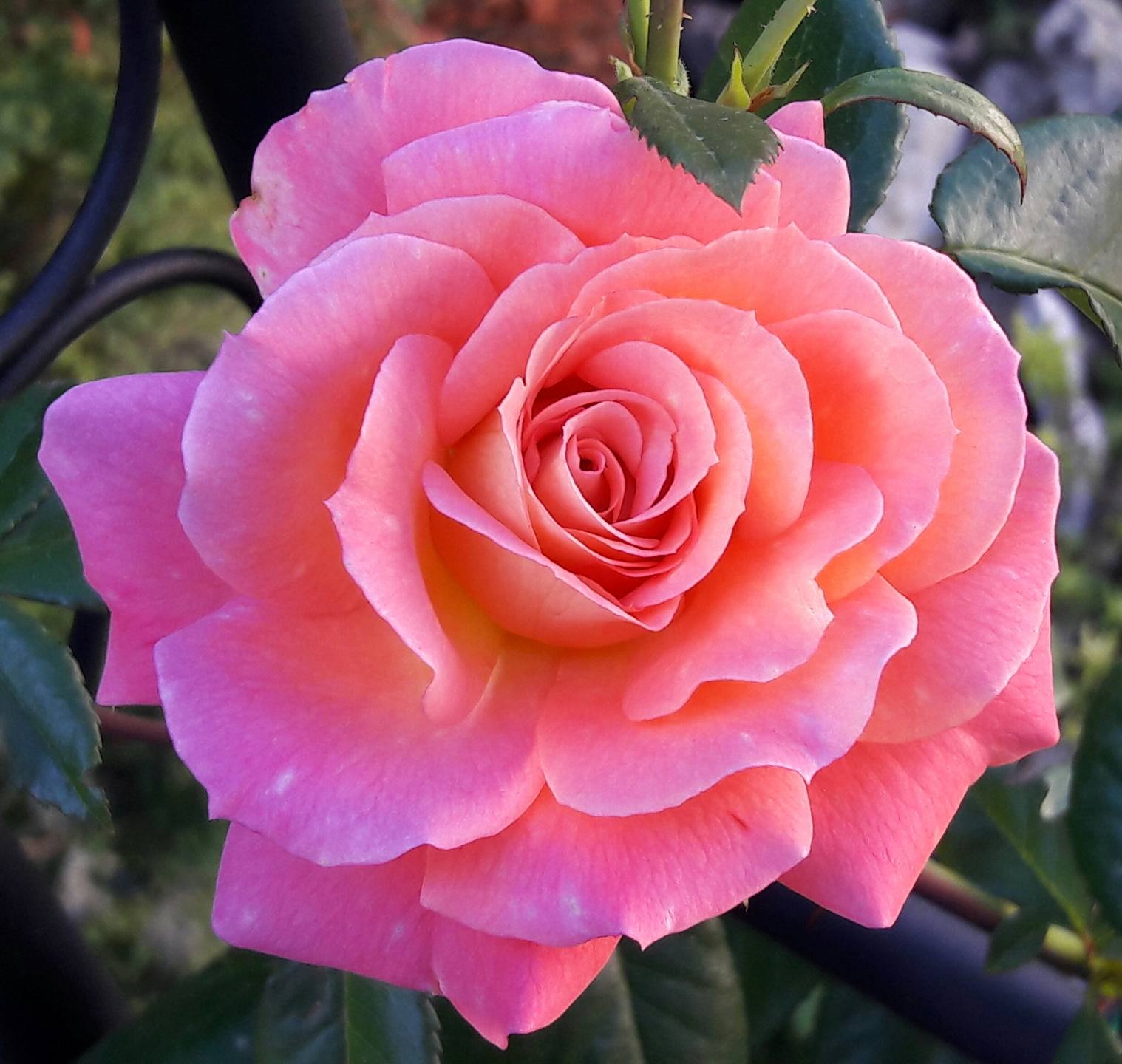 Rose Shogun du jardin