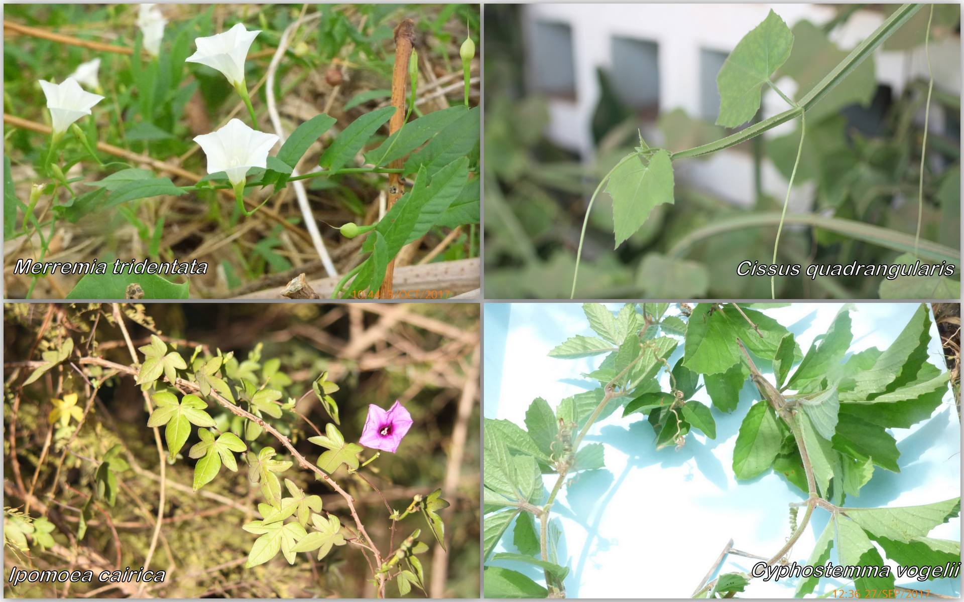 Quelques lianes de la flore du Sénégal