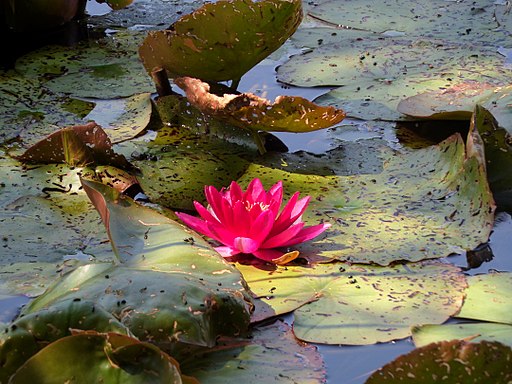 Nymphaea alba f. rosea