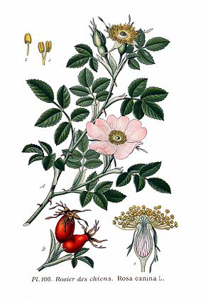 Rosa canina