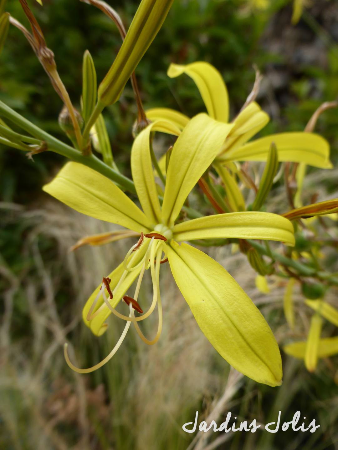 Asphodeline lutea