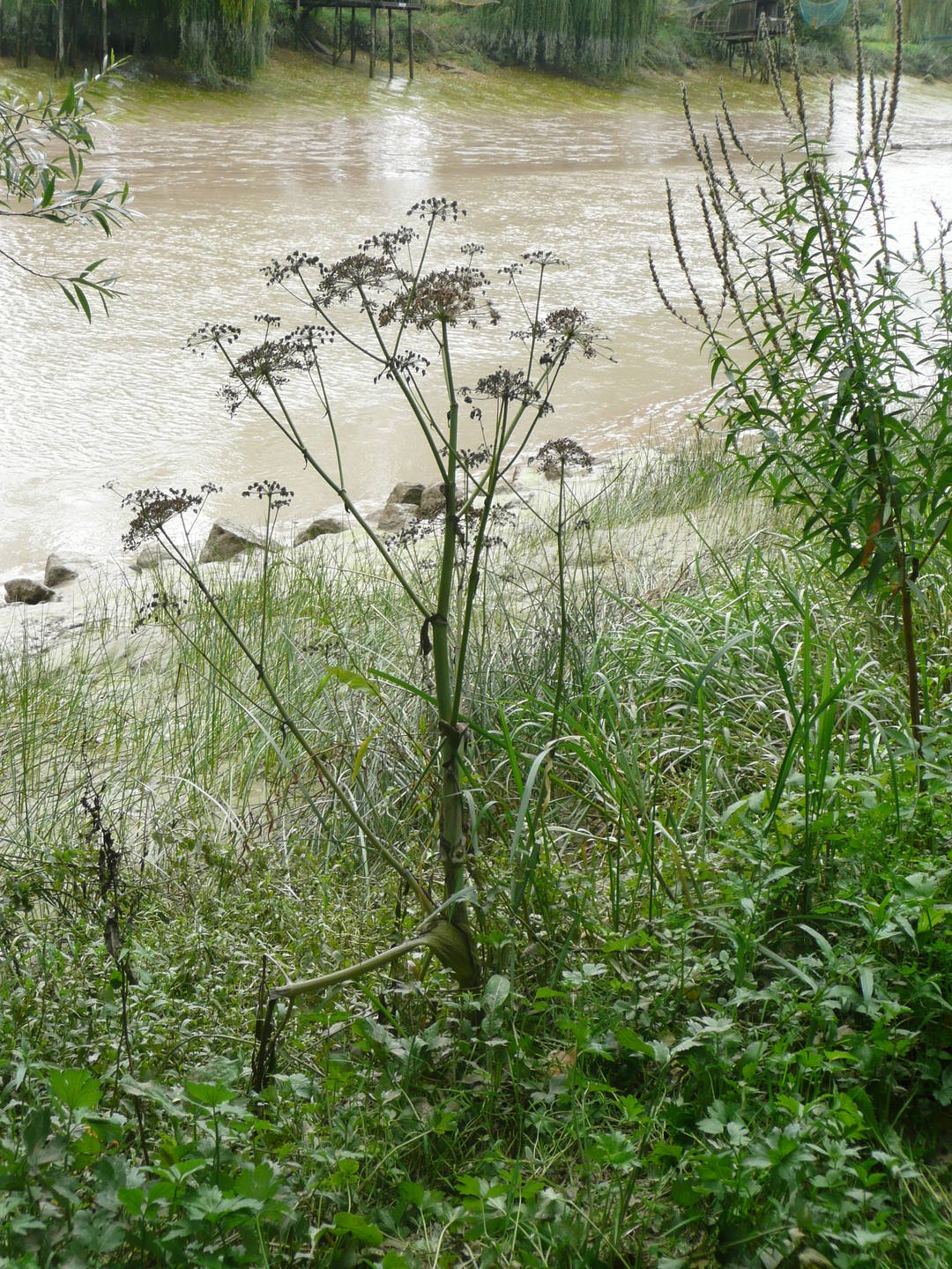 Angelique des estuaires, bords de Charente (17)