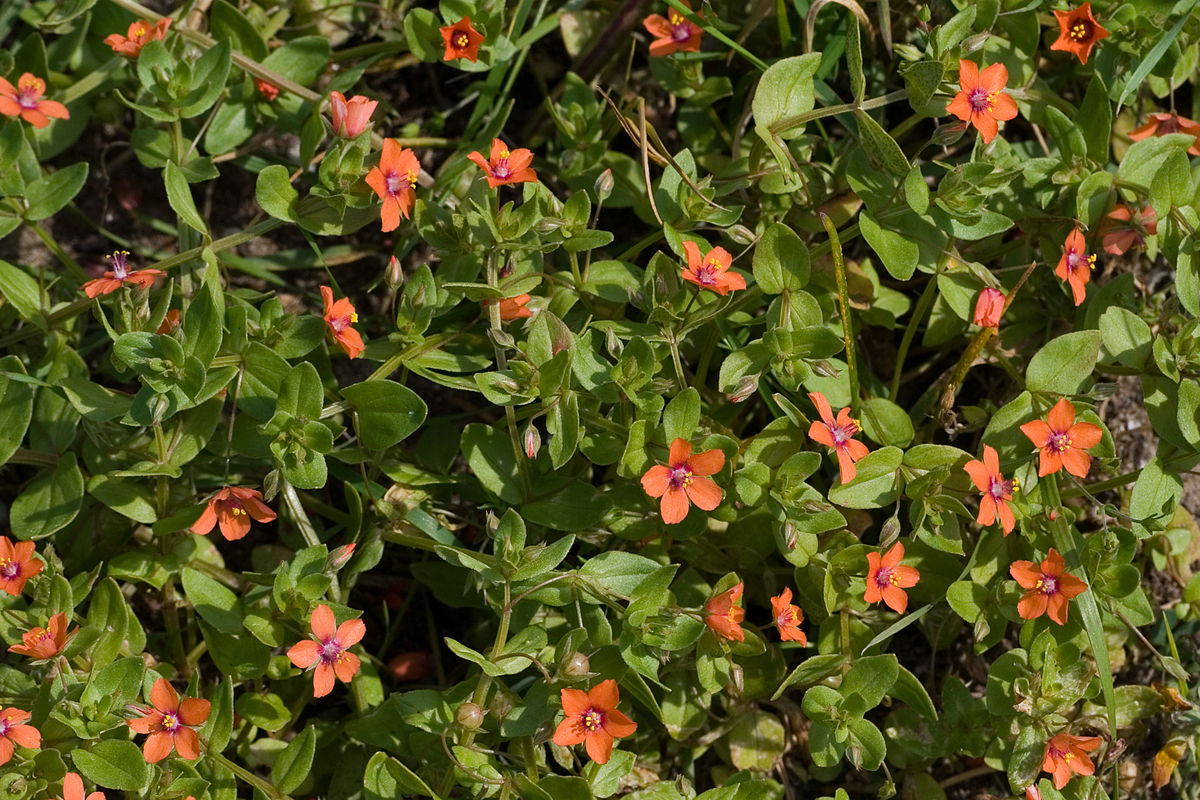 Anagallis arvensis