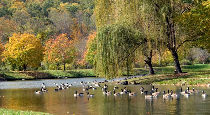 Saule Pleureur au bord de l'eau, accompagné par des canards...
