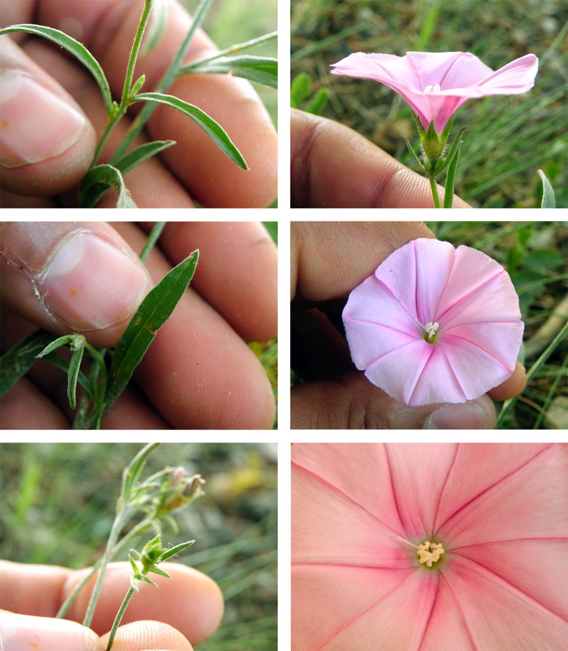 Liseron - Prise du 2011-06-11 près de Constantine -