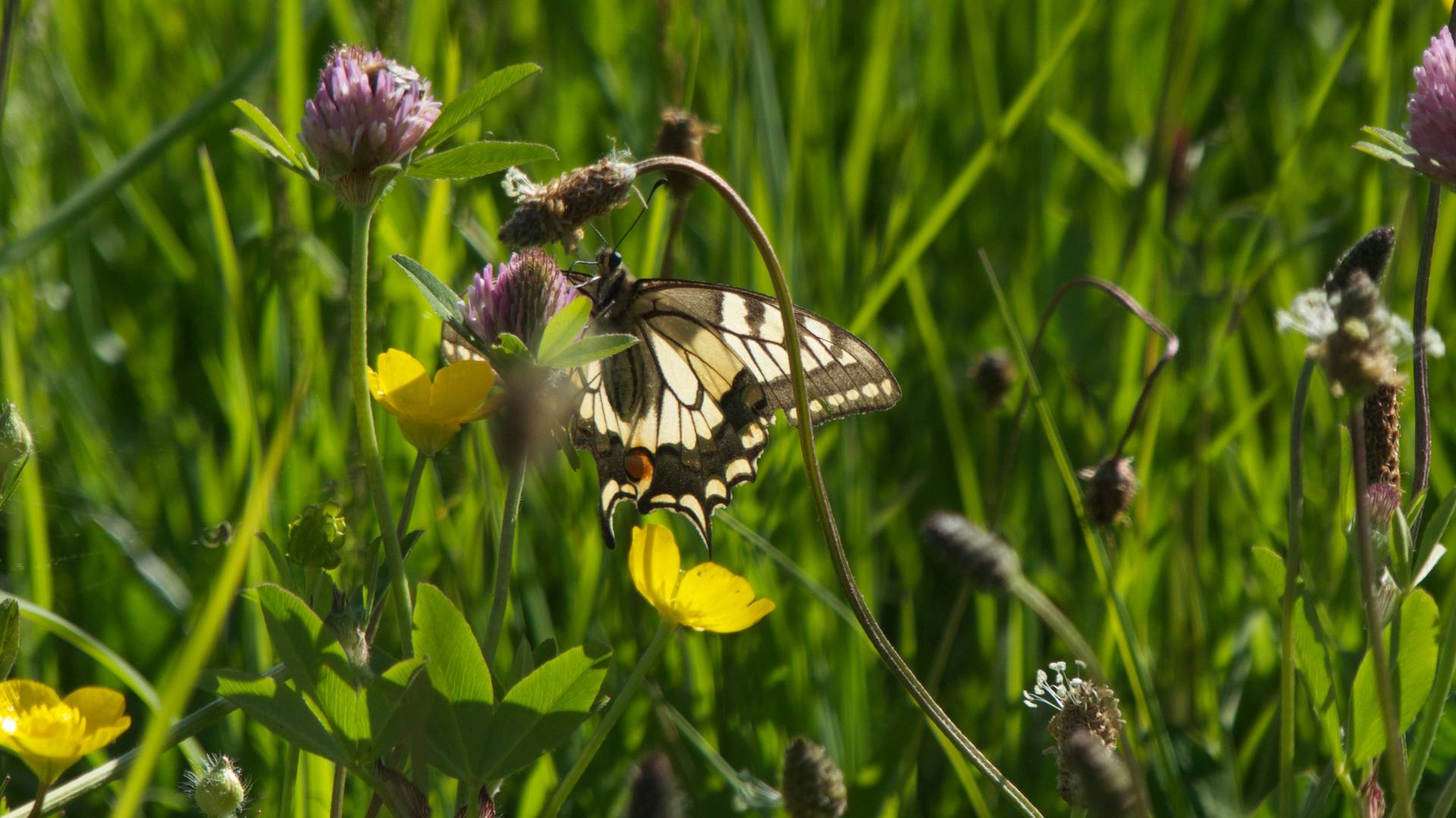 Rayons de soleil à travers les ailes d'un papillon Machaon posé sur une fleur de trèfle