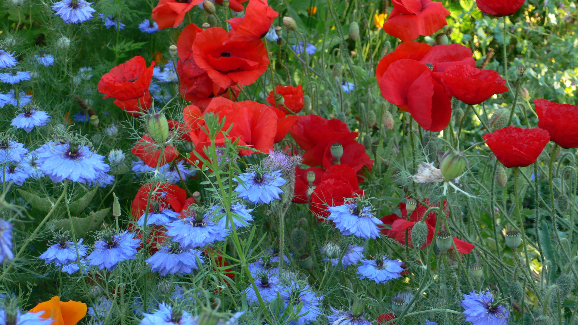 nigelles et coquelicots