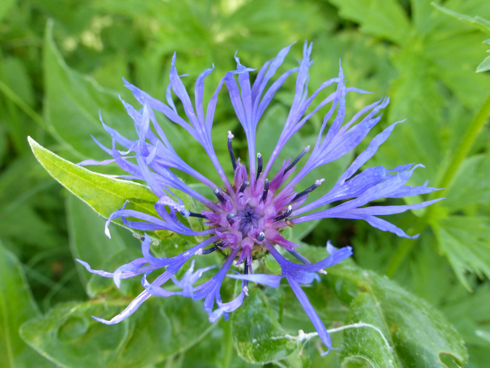 centaurea montana