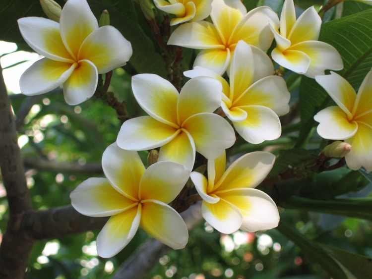 Fleur de frangipanier