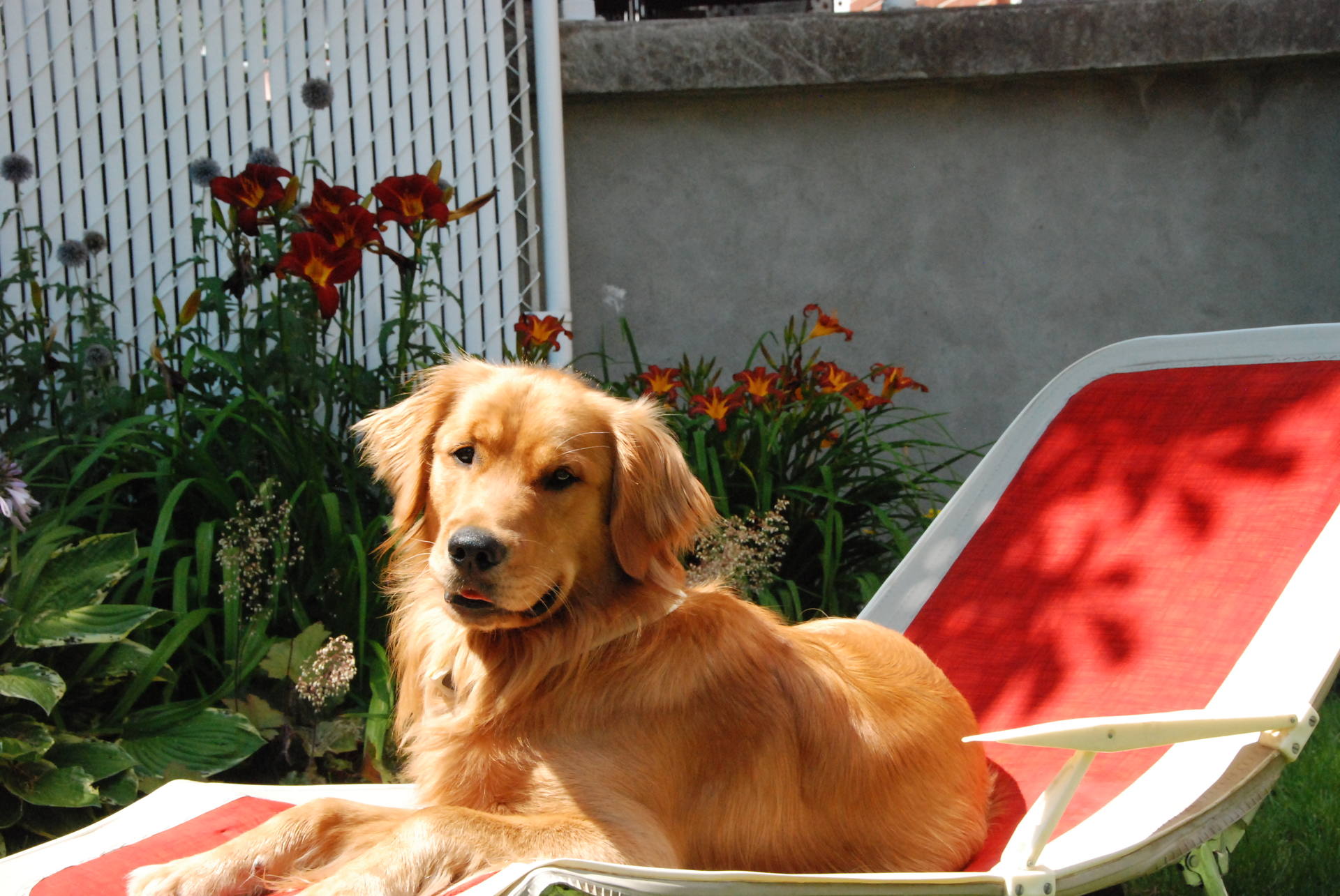 Chien sur chaise longue qui observe fleurs
