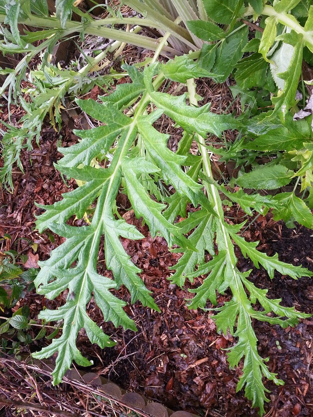 Feuilles d'artichaut