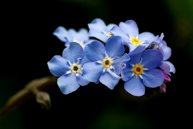 myosotis