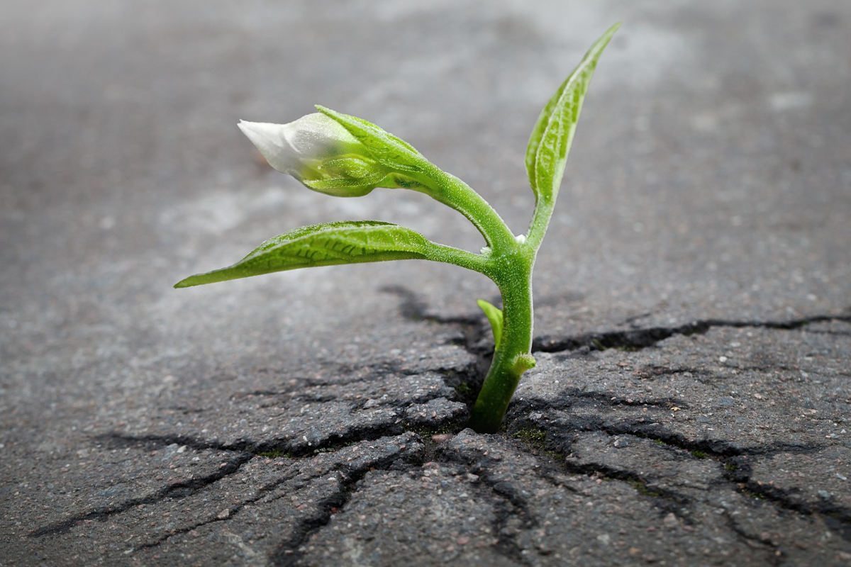 fleur qui traverse du goudron