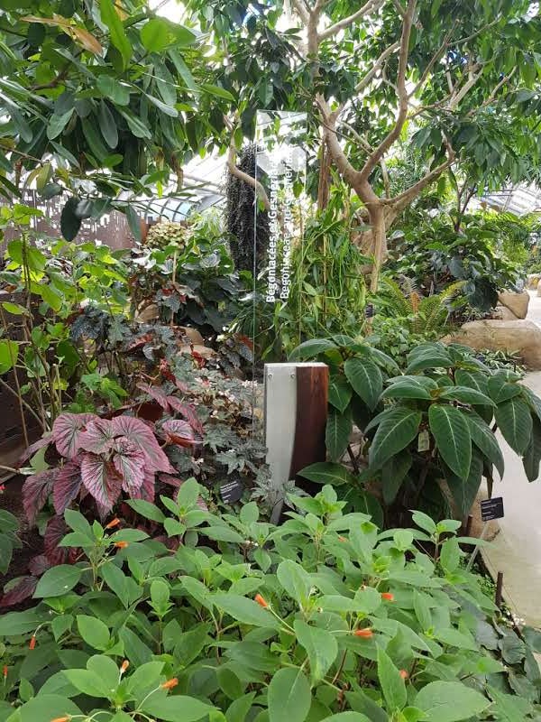 Serre des gesnériacées et bégoniacées au Jardin botanique de Montréal