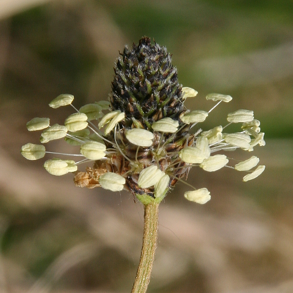 Plantago lanceolata